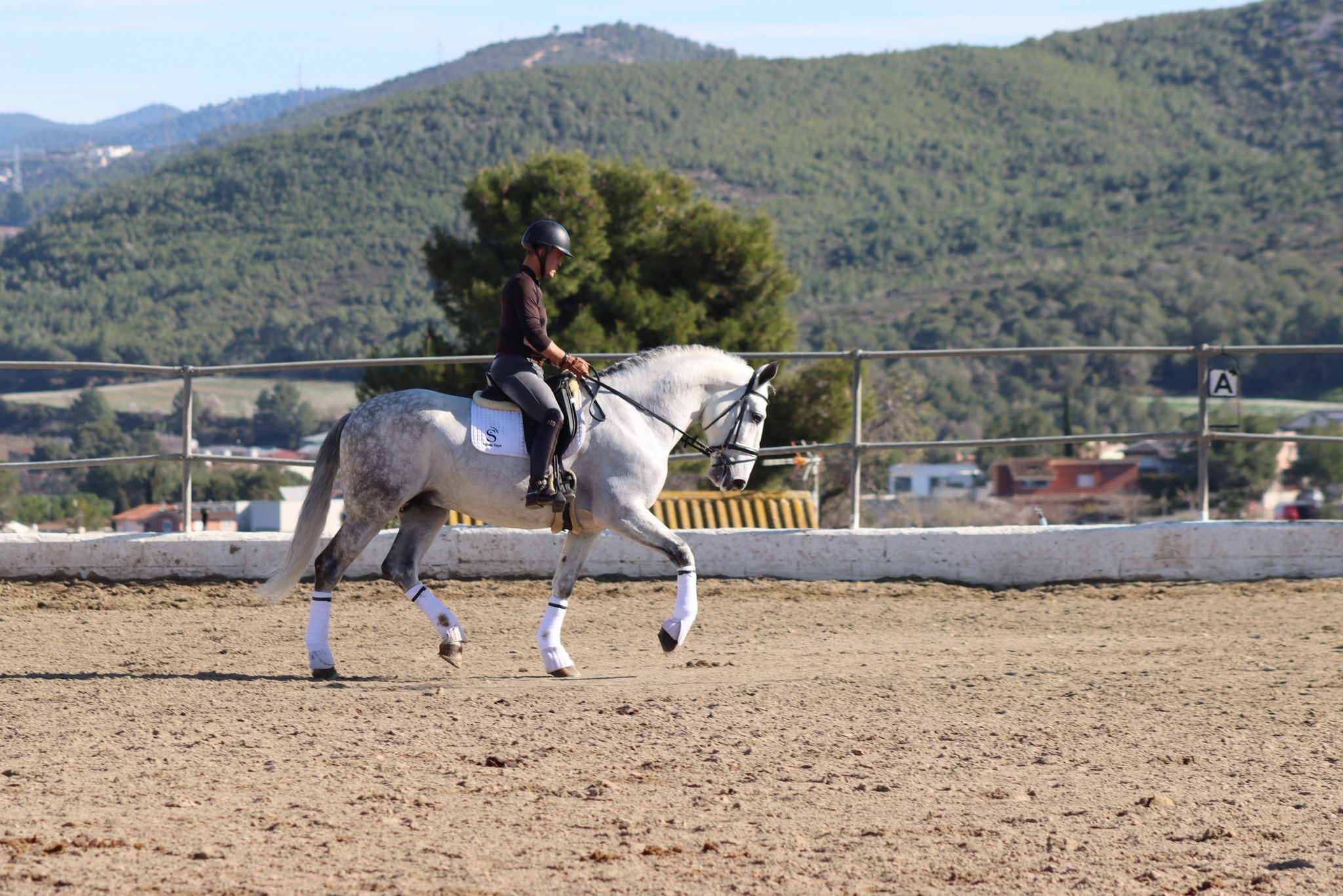 Trabajo de doma con un caballo tordo